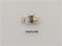 藏品(毛鬚胡麻天牛)的圖片